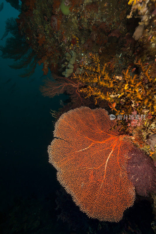 完美的柳珊瑚海扇Annella mollis，外礁，摩鹿加岛，印度尼西亚